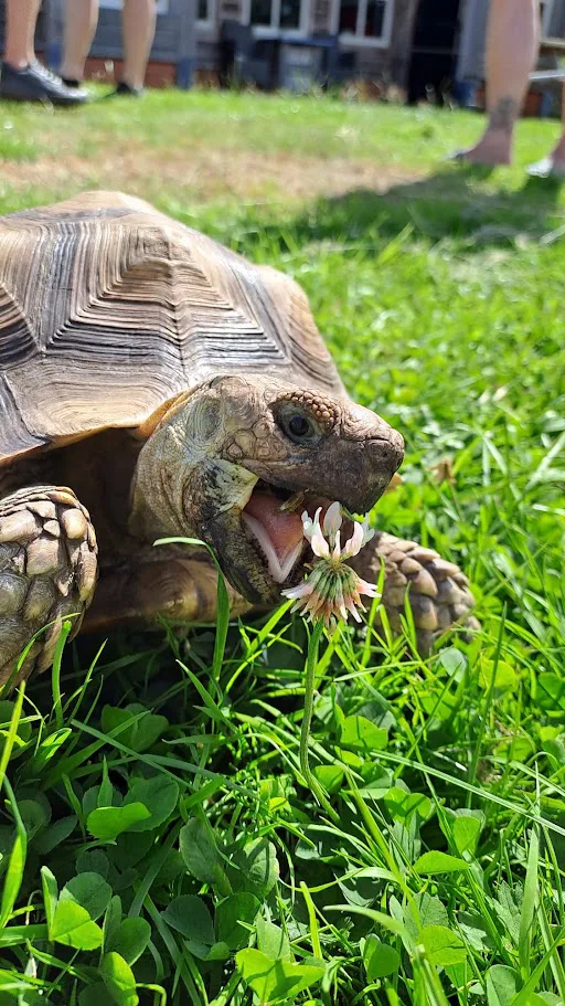 Sulcata