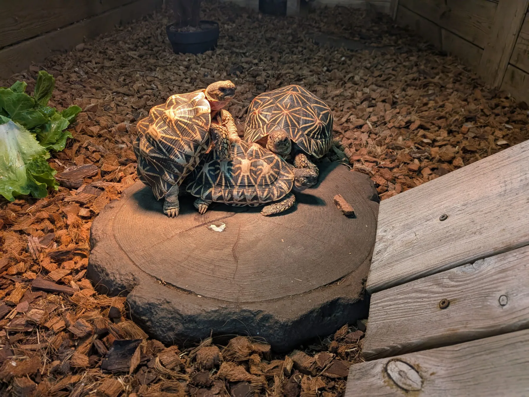 Groepsfoto Sterschildpadden