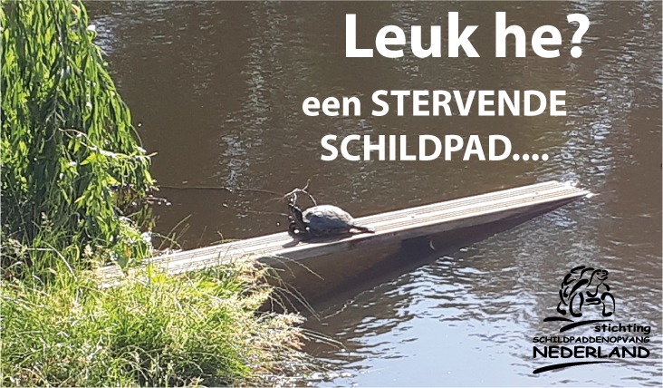 Rel om “buurtschildpad” in Warmenhuizen