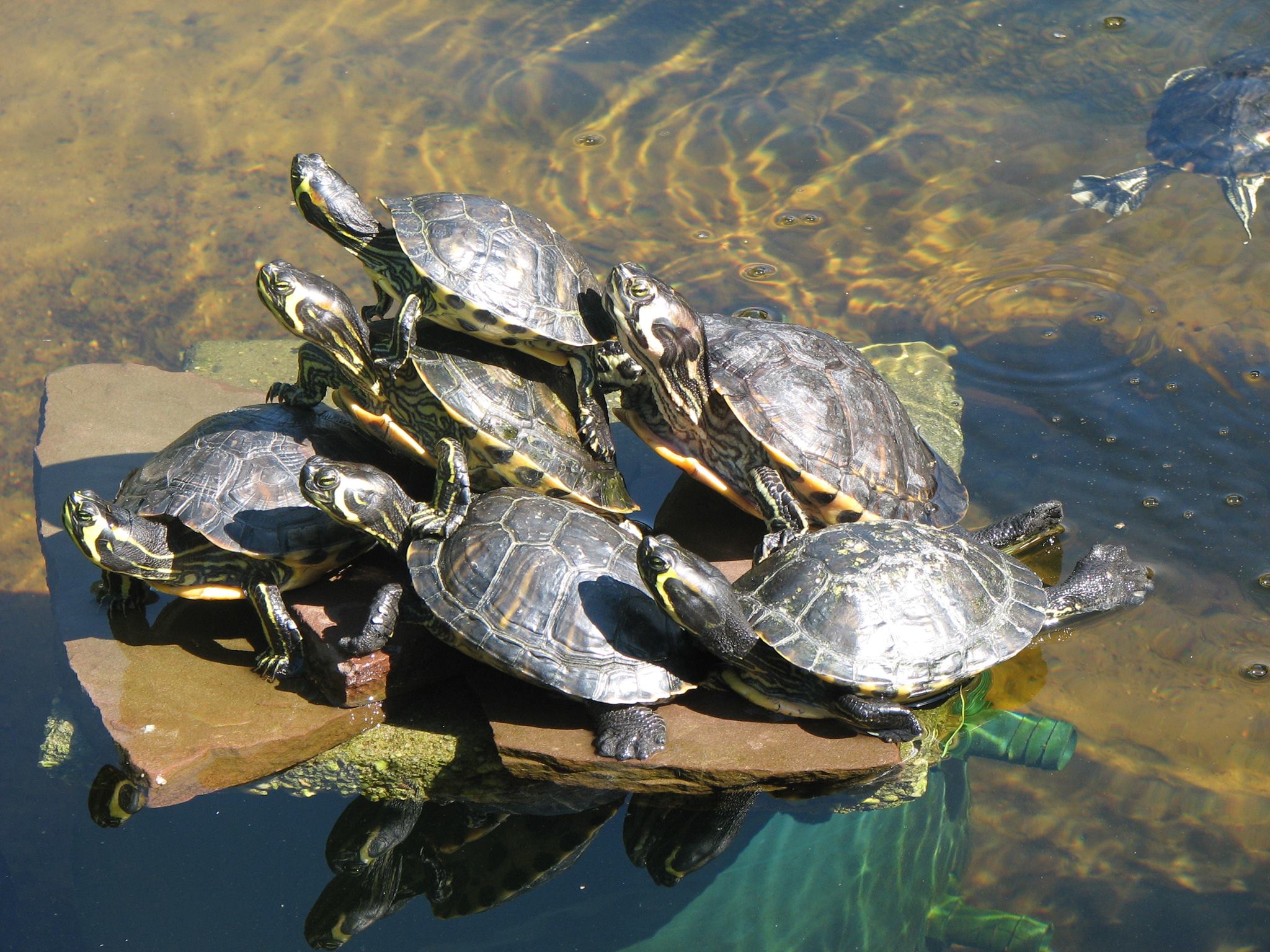 Schildpadden genieten samen van de zon bij het water