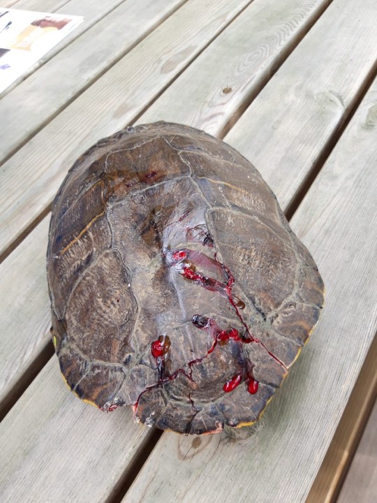 Spoedje!! Schildpad gevallen in Edam van 5 meter hoogte…