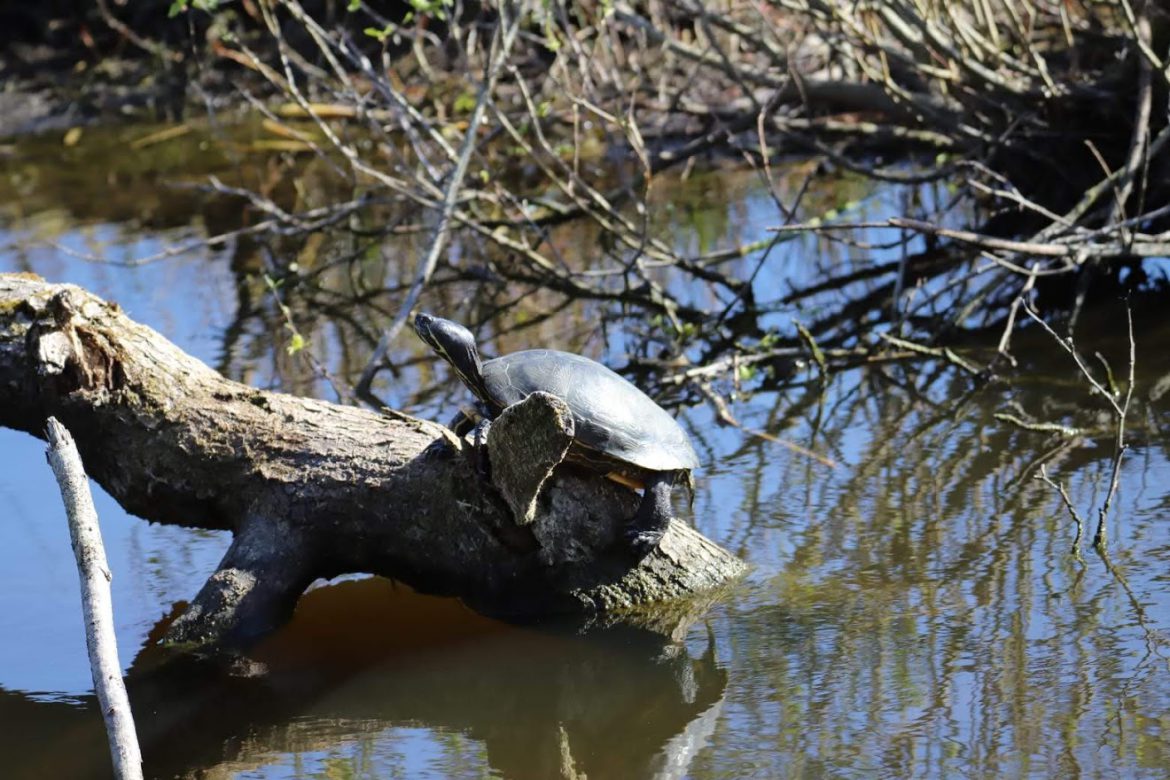 Waarom sterft een schildpad in de Nederlandse natuur?