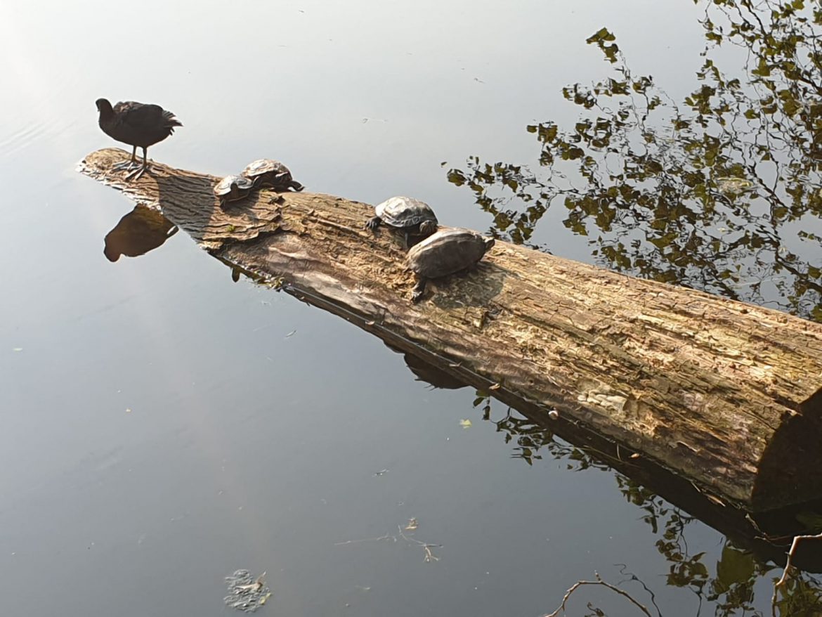 Tijdelijke opvang gevonden schildpad