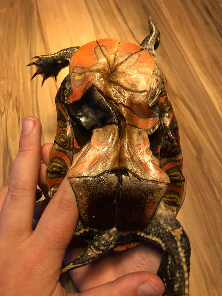 Vandaag vond iemand jouw schildpad!