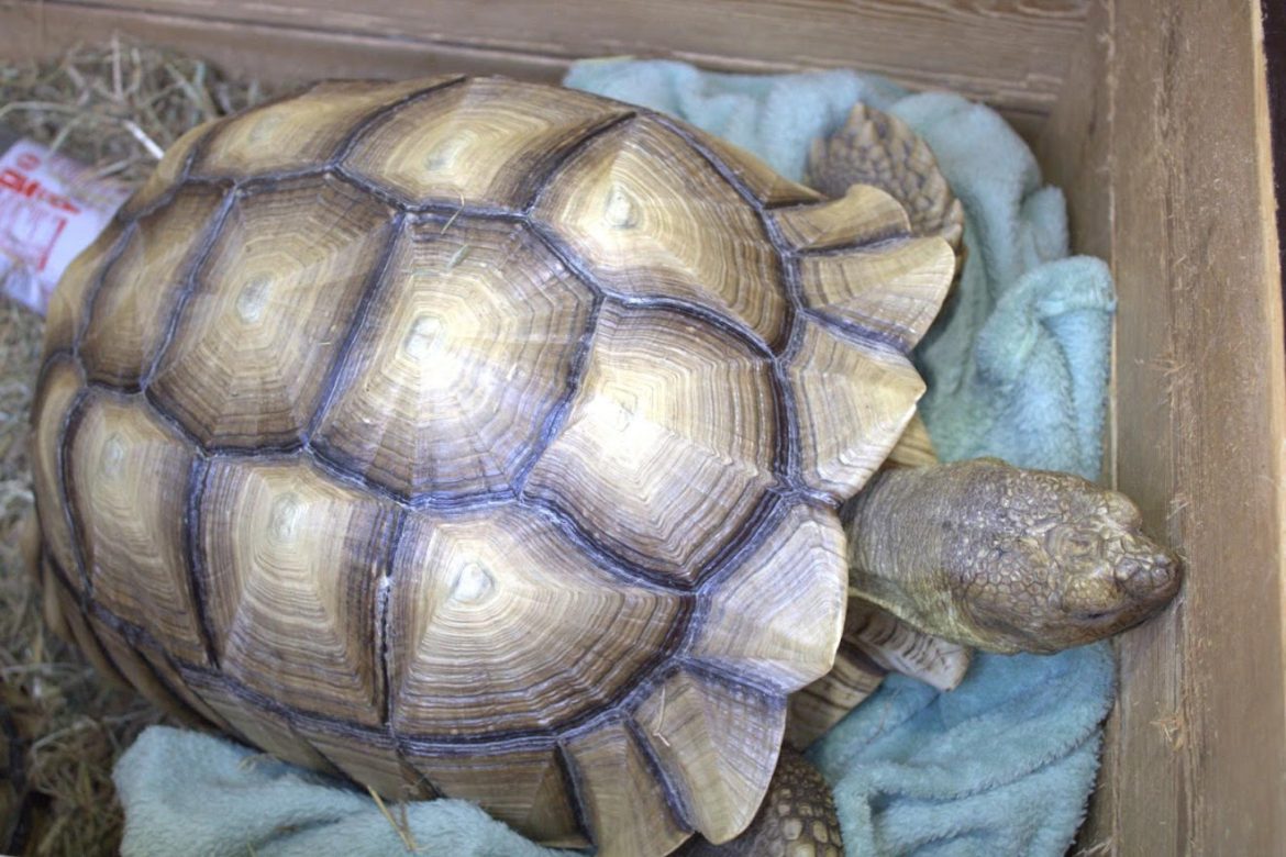 Zes landschildpadden van Vlieland naar Harkema…