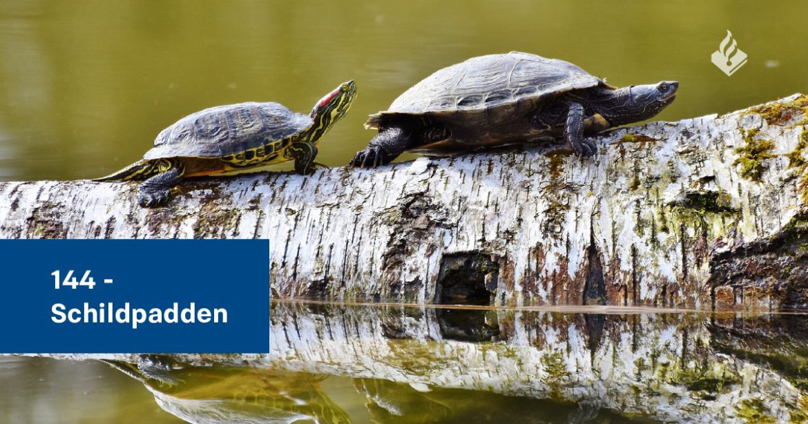 auteursrechten Arctic leg uit Meldpunt 144 verbind je door! – Stichting Schildpaddenopvang Nederland