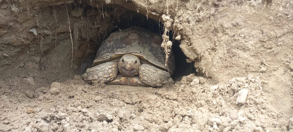 Dit is één van onze Sulcata schildpadden (sporen schildpad) In een door haarzelf gegraven tunnel!