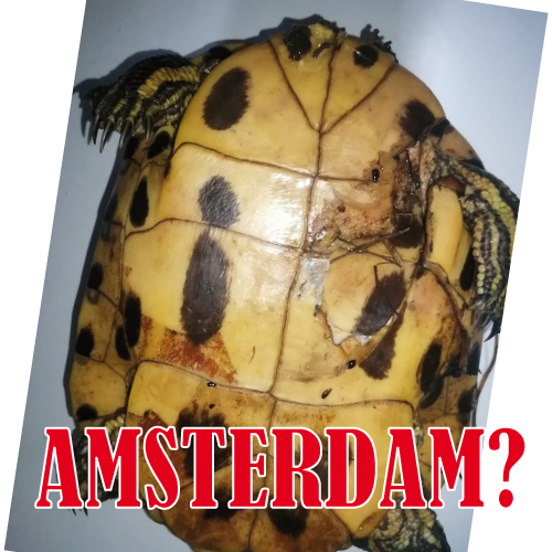Wethouder en college Gemeente Amsterdam juicht dierenleed toe in de stad!