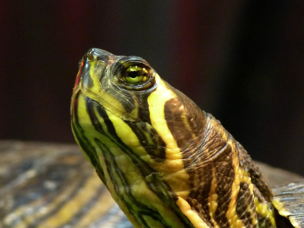 Waarom zegt de overheid gedumpte schildpadden met rust te laten?