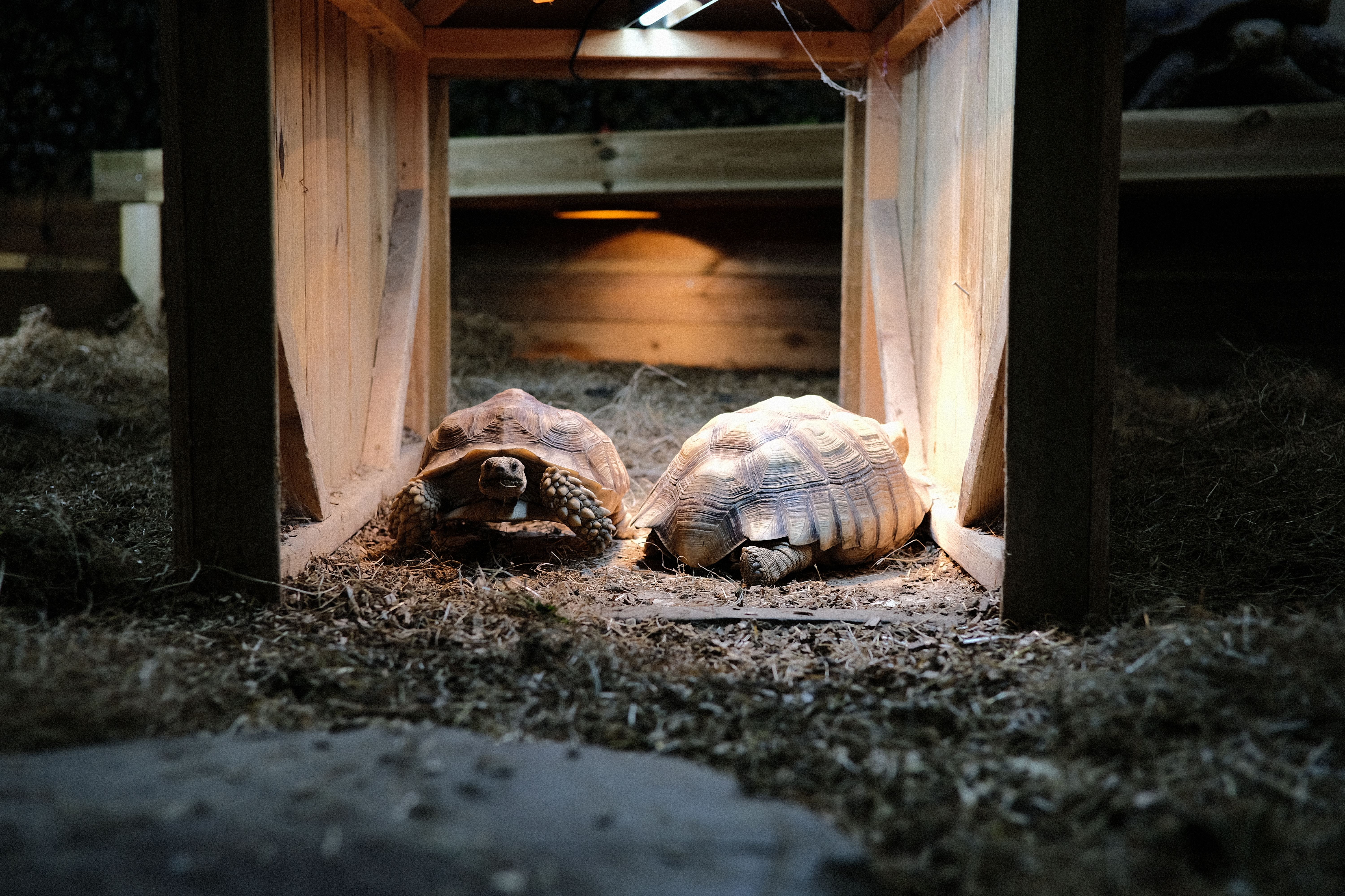 Sulcata schildpadden