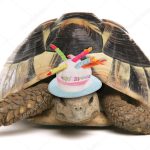 dierendag