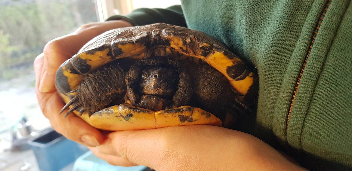 De onfortuinlijke schildpad Henry