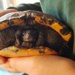 gevonden Schildpad Henry