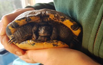 gevonden Schildpad Henry