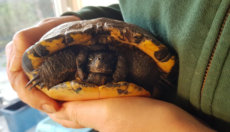 gevonden Schildpad Henry