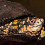 PAS OP!! SCHILDPADDEN NOG NIET NAAR BUITEN!