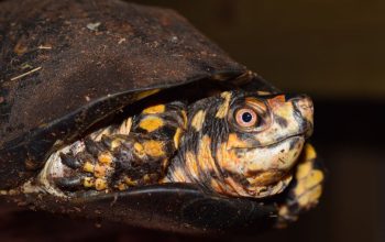 PAS OP!! SCHILDPADDEN NOG NIET NAAR BUITEN!