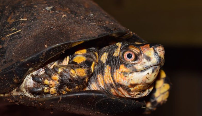 PAS OP!! SCHILDPADDEN NOG NIET NAAR BUITEN!