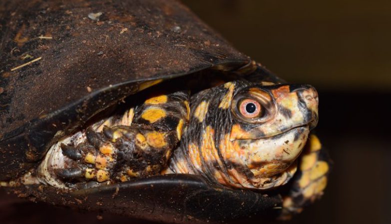 Dageraad Vergelijking Christian Stichting Schildpaddenopvang Nederland – OPVANG | EDUCATIE | PREVENTIE |  NATUURBESCHERMING