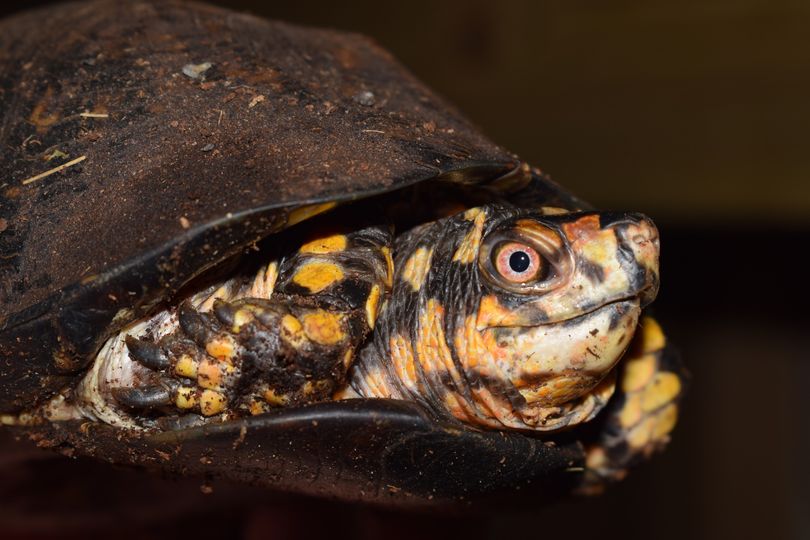 PAS OP!! SCHILDPADDEN NOG NIET NAAR BUITEN!