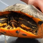 Geen vis, maar grote schildpad aan de haak: geelbuik kermt van de pijn als vissers hem uit water halen