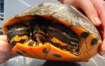 Geen vis, maar grote schildpad aan de haak: geelbuik kermt van de pijn als vissers hem uit water halen