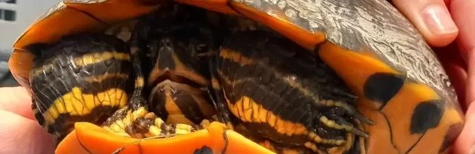 Geen vis, maar grote schildpad aan de haak: geelbuik kermt van de pijn als vissers hem uit water halen