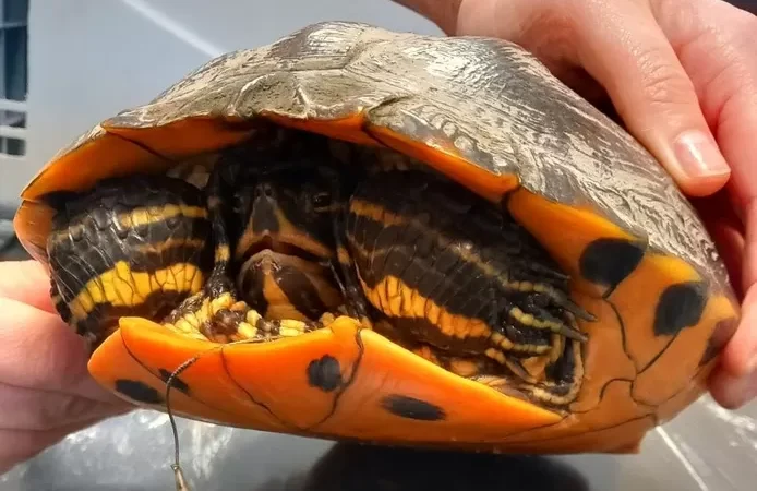 Geen vis, maar grote schildpad aan de haak: geelbuik kermt van de pijn als vissers hem uit water halen