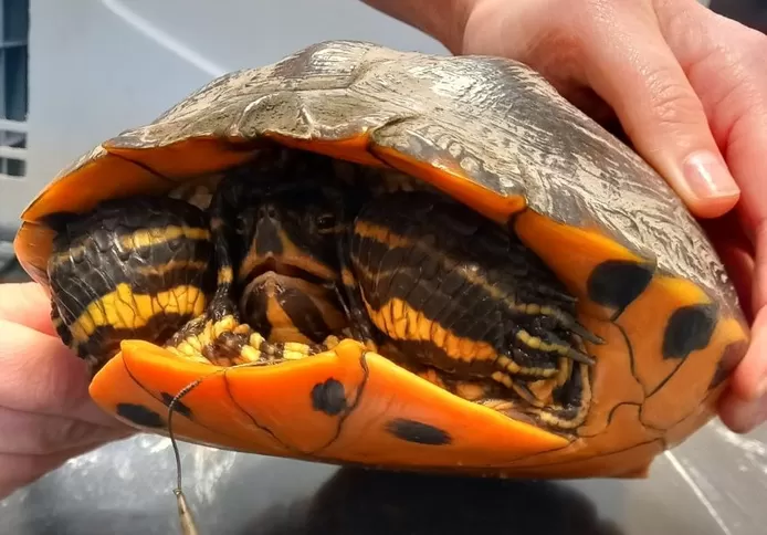 “Geen vis, maar grote schildpad aan de haak: geelbuik kermt van de pijn als vissers hem uit water halen”