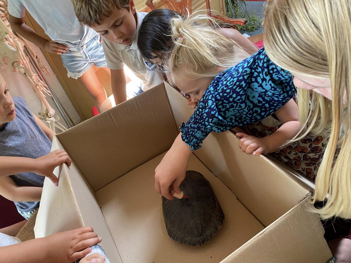 Zwervende geelwang schildpad vindt haar redding bij kinderen!