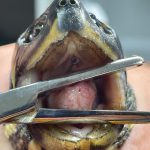 Schildpad haak vishaak