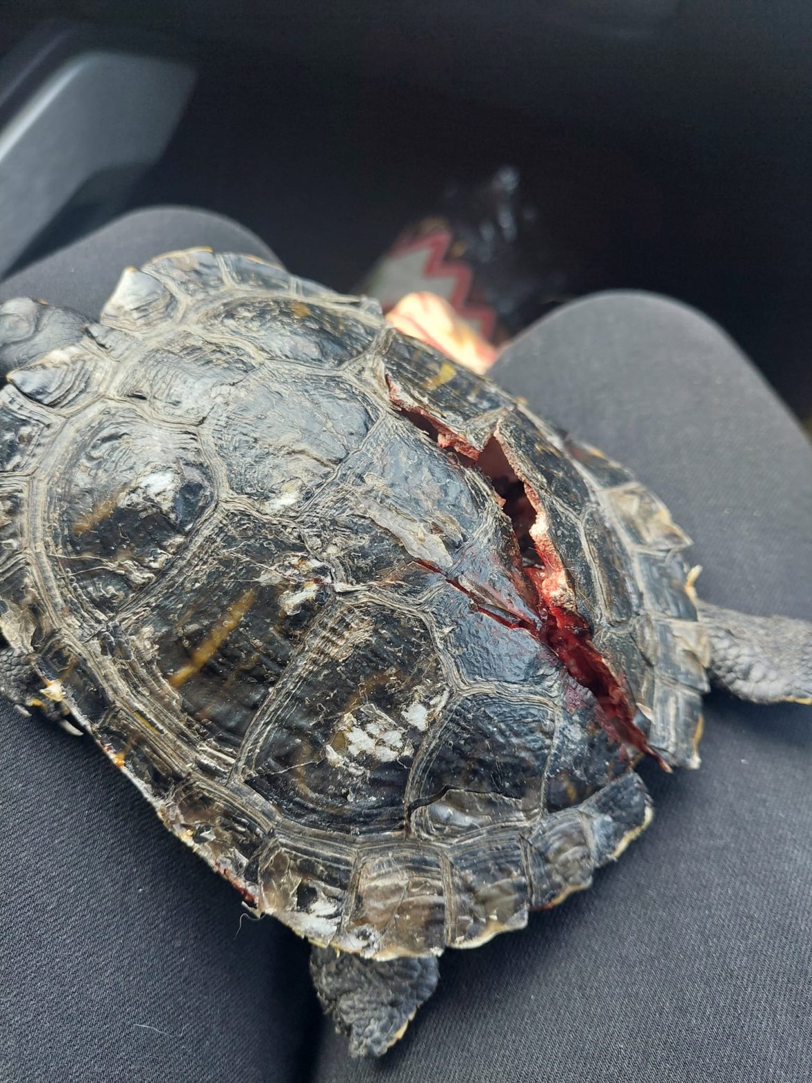 Dodelijke aanrijding schildpad door brommer in Opende (gr.)