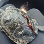 Dodelijke aanrijding schildpad door brommer.