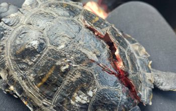 Dodelijke aanrijding schildpad door brommer.