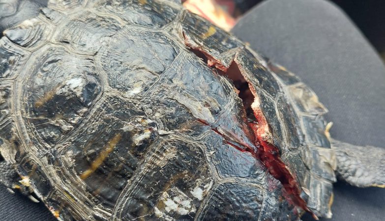 Dodelijke aanrijding schildpad door brommer.