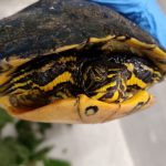 Politie vindt schildpad in buddyseat scooter.