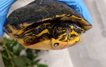 Politie vindt schildpad in buddyseat scooter.