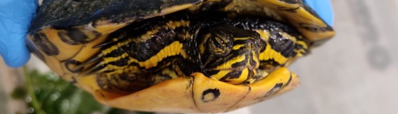 Politie vindt schildpad in buddyseat scooter.