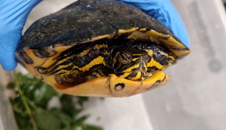 Politie vindt schildpad in buddyseat scooter.