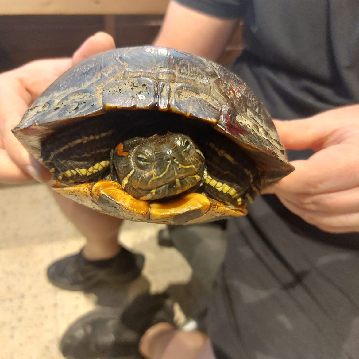 Schildpad in het spoor….