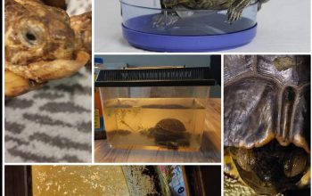 Schildpadden leed achter de voordeur.