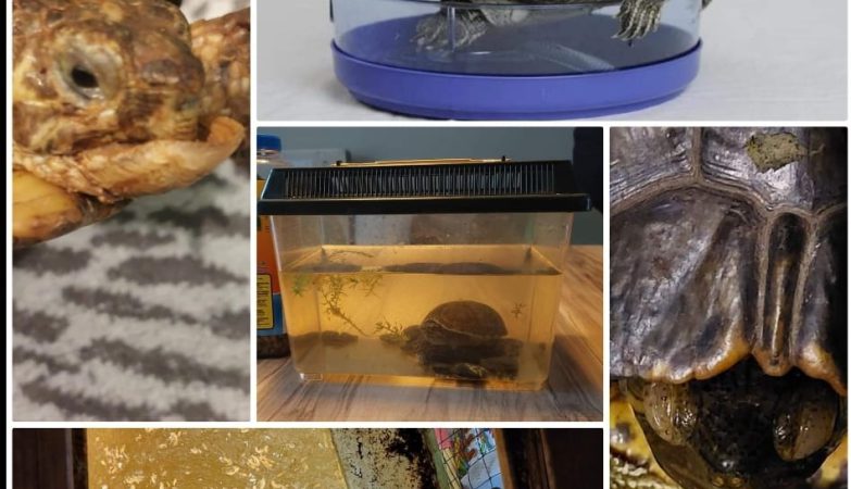 Schildpadden leed achter de voordeur.