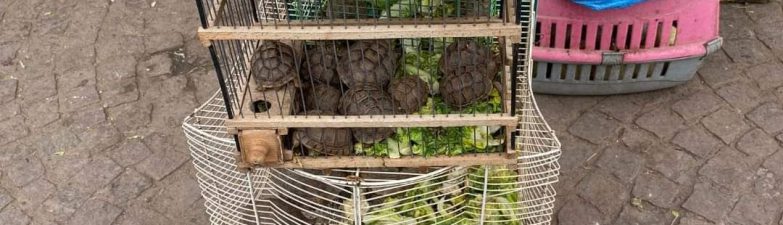 De handel in landschildpadden vanuit toeristische landen is groot!