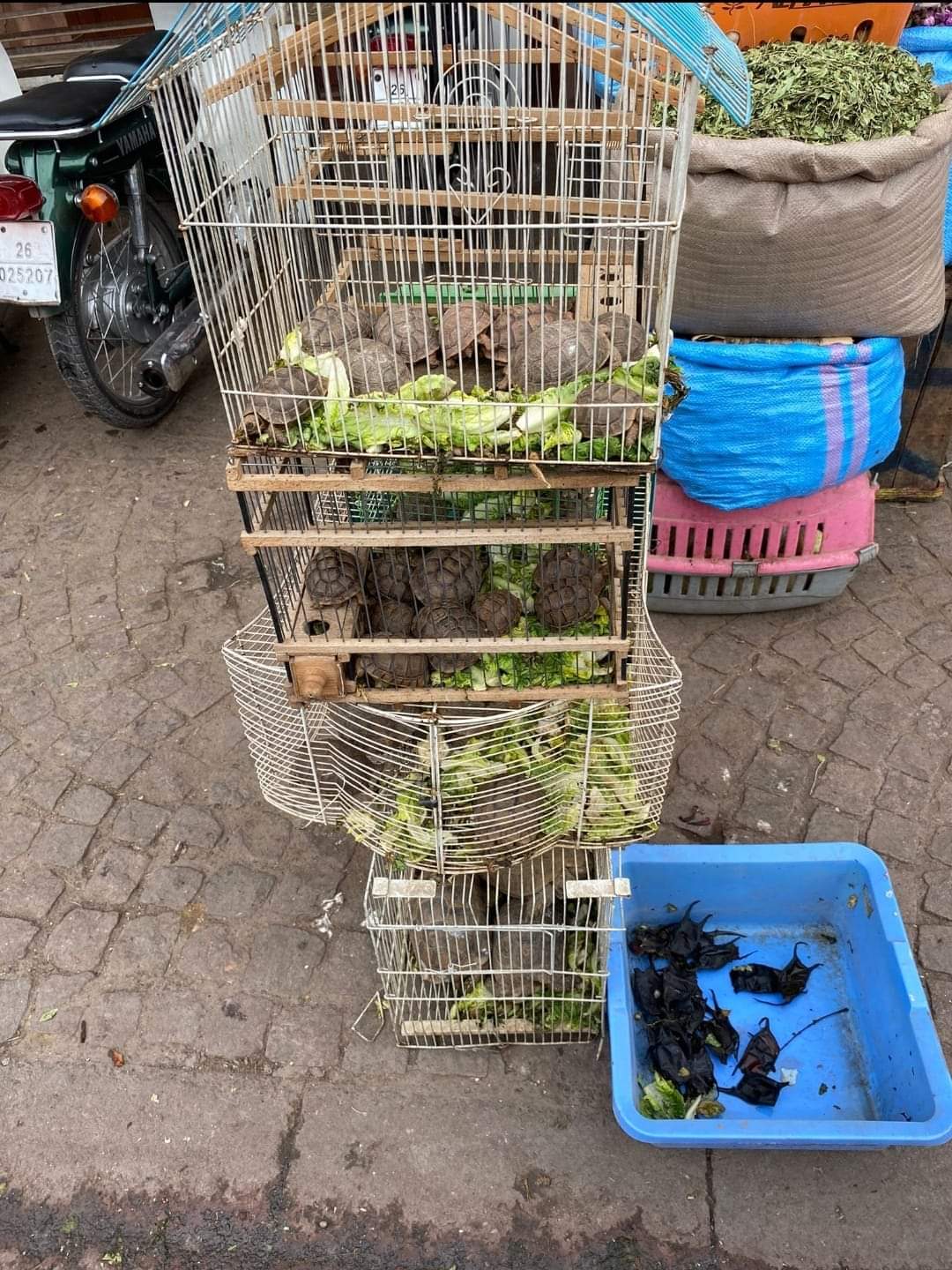 De handel in landschildpadden vanuit toeristische landen is nog steeds groot!