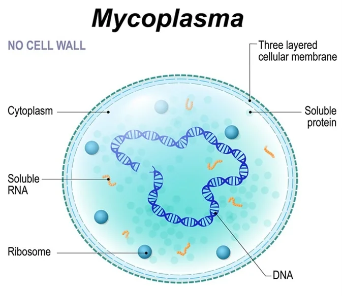 Mycoplasma Alert!