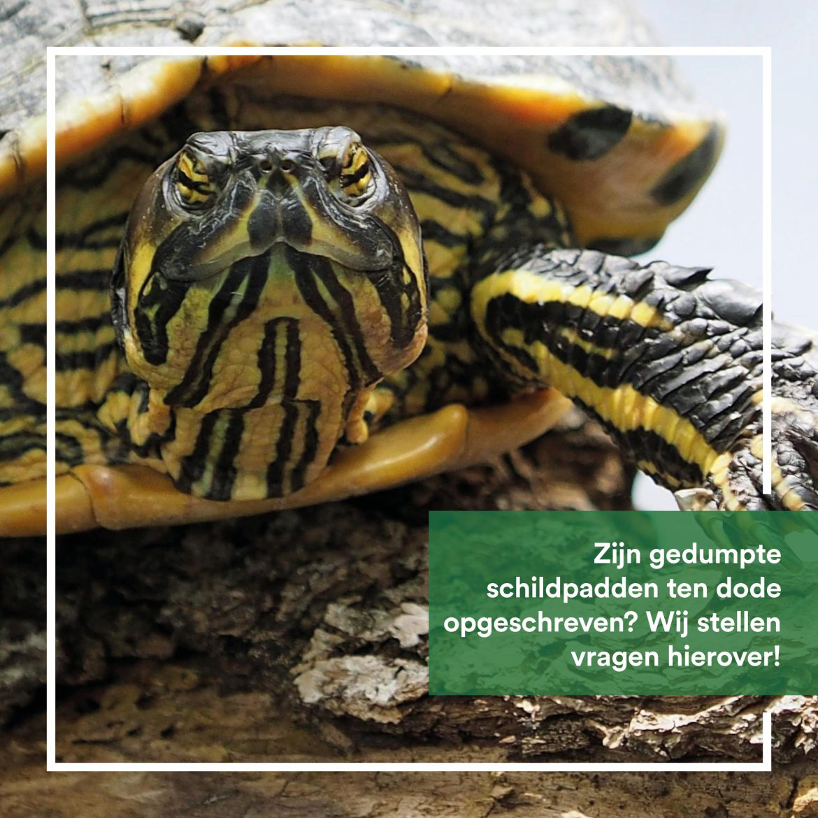 Zijn schildpadden in Groningen ter dode opgeschreven?