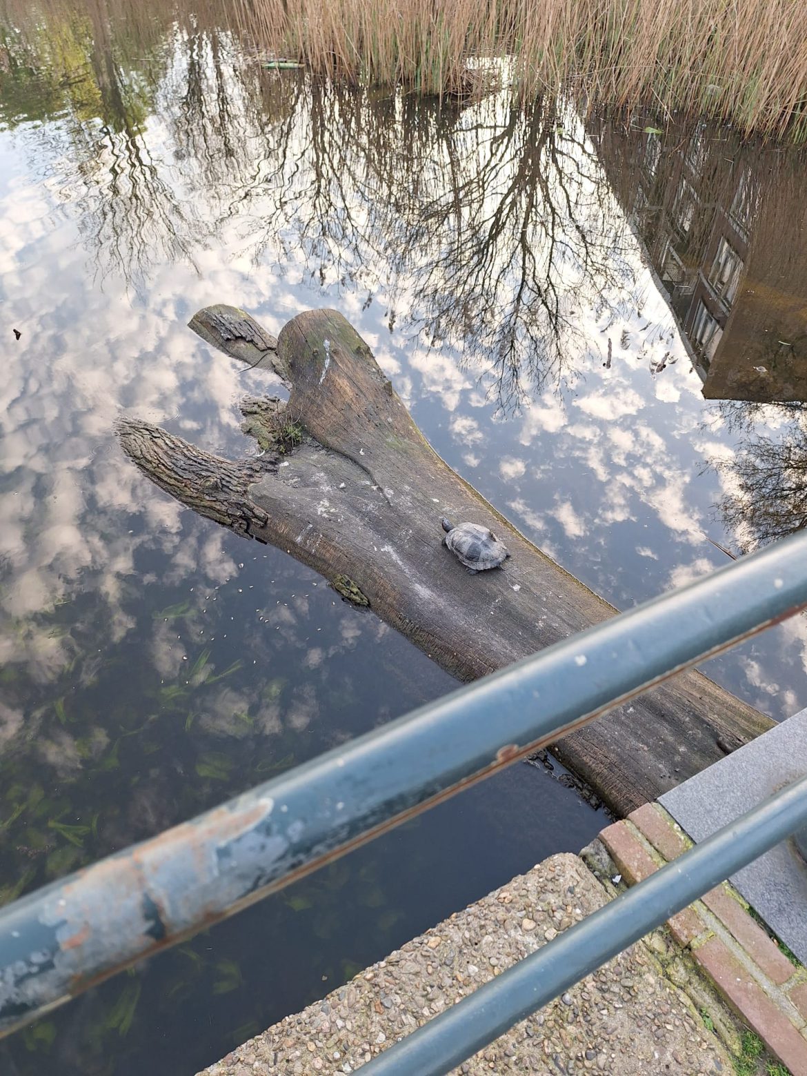 Schildpadden bij de Vellevest in Schiedam