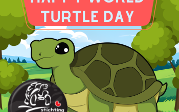 Fijne Wereld Schildpaddendag iedereen 🐢🥳❤