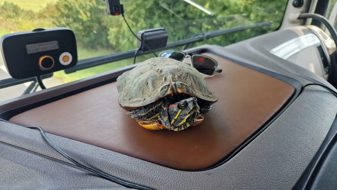 Schildpad veilig van de A12 gehaald