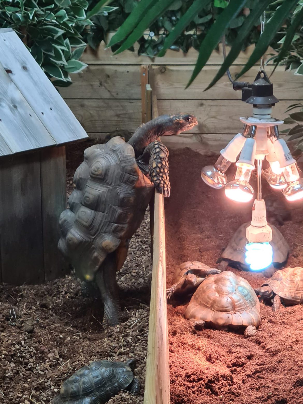 Oude wijze nieuwsgierige Lars (94) aan het woord op Dierendag